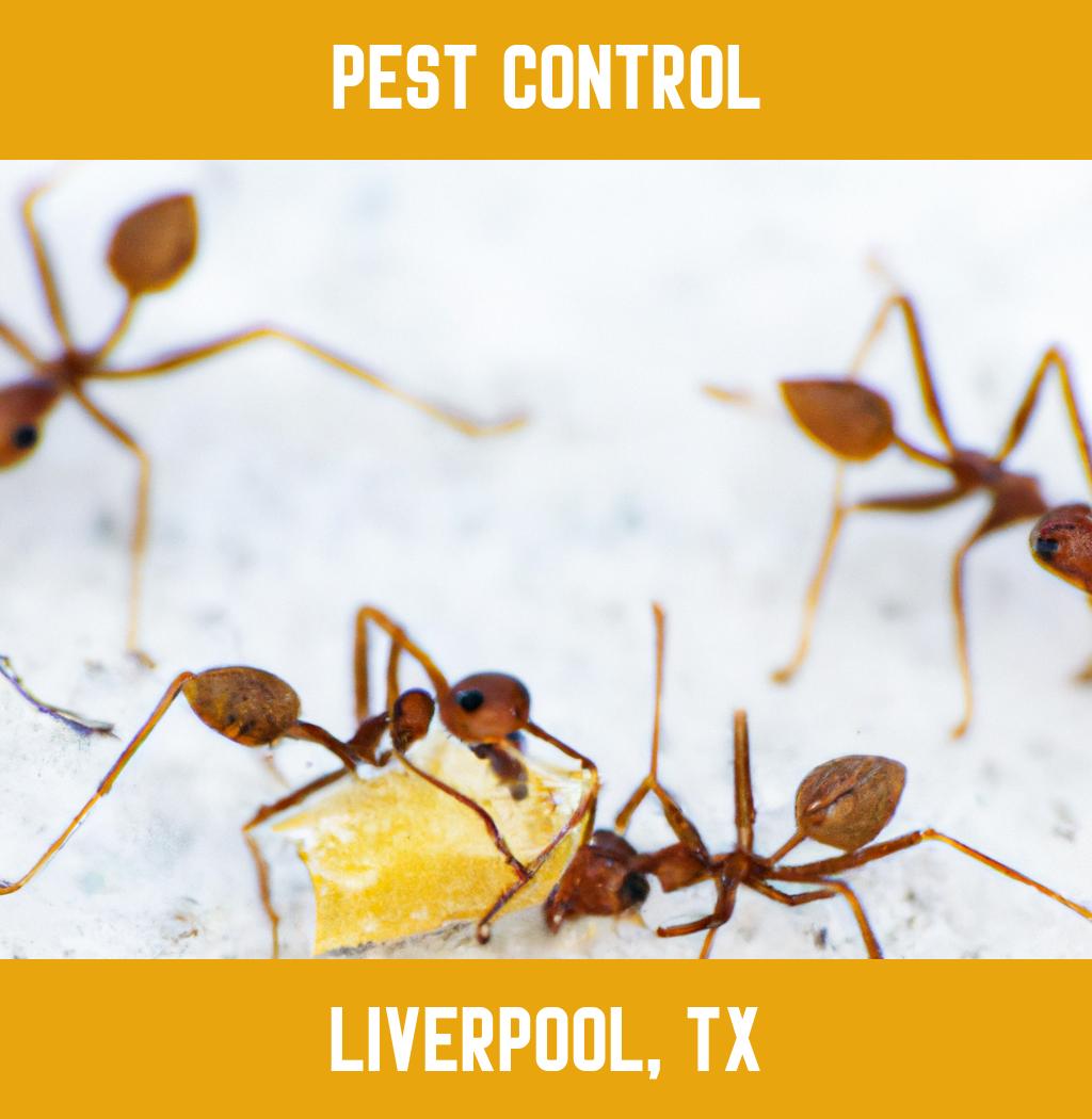 pest control in Liverpool Texas