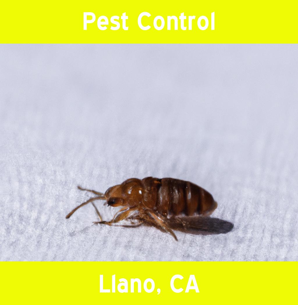 pest control in Llano California