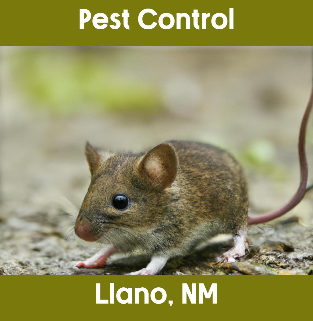 pest control in Llano New Mexico