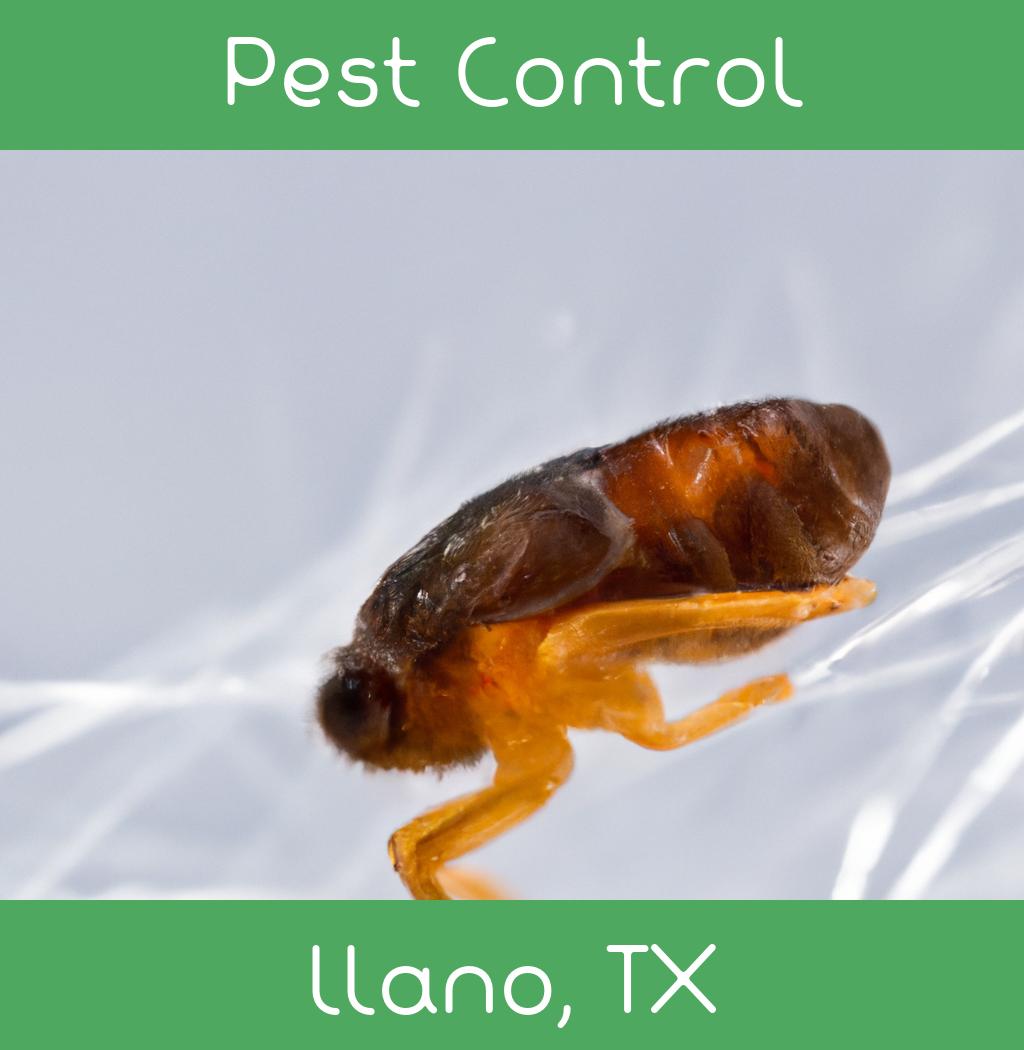pest control in Llano Texas