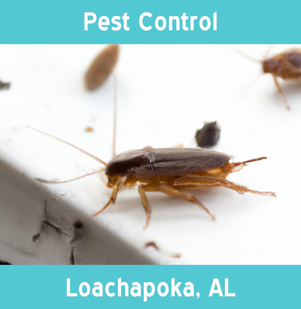 pest control in Loachapoka Alabama
