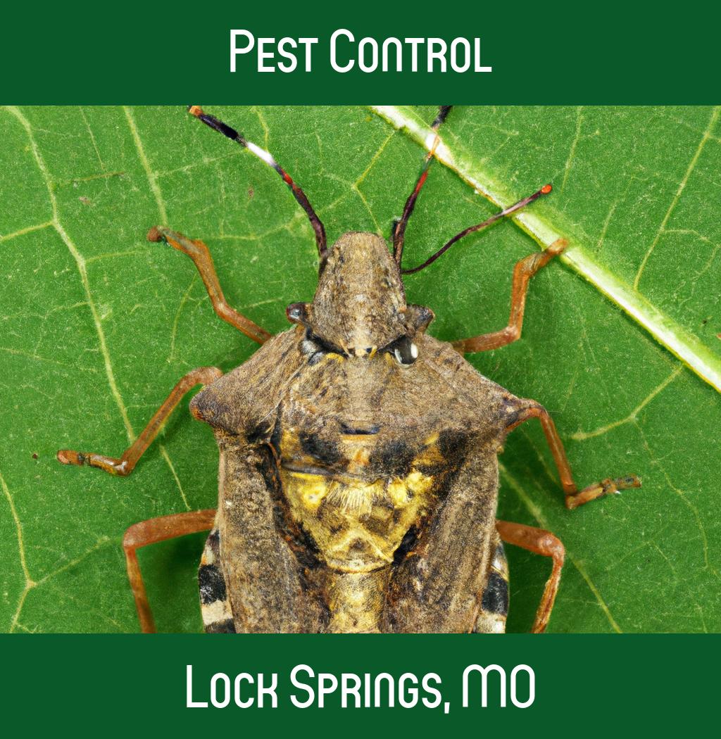 pest control in Lock Springs Missouri