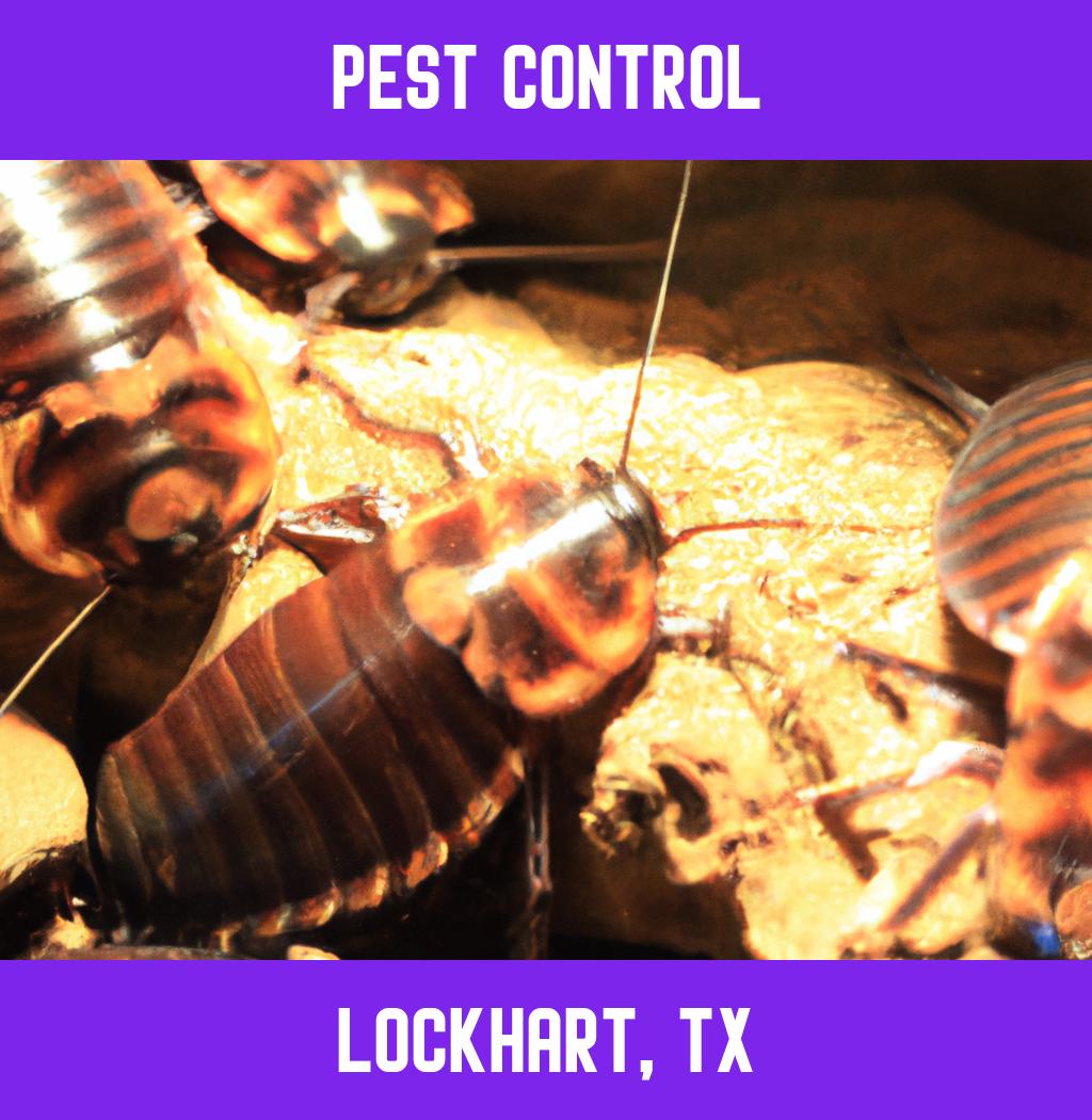 pest control in Lockhart Texas