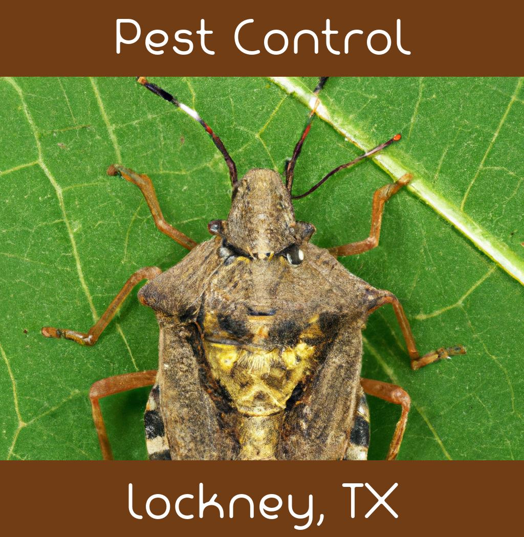 pest control in Lockney Texas