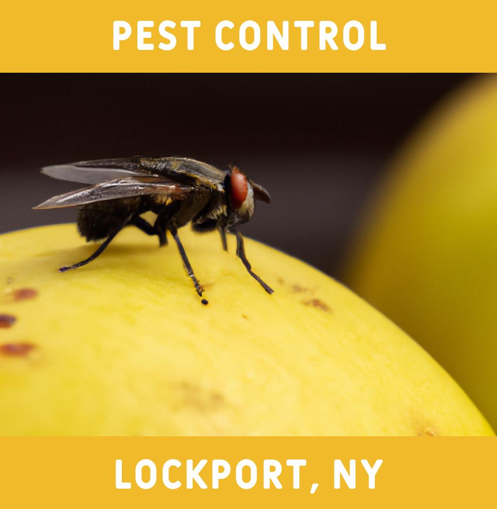 pest control in Lockport New York