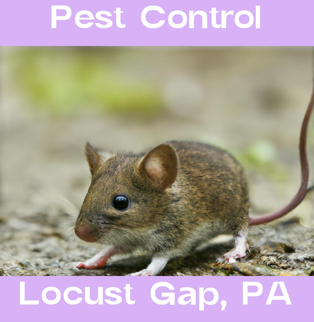 pest control in Locust Gap Pennsylvania