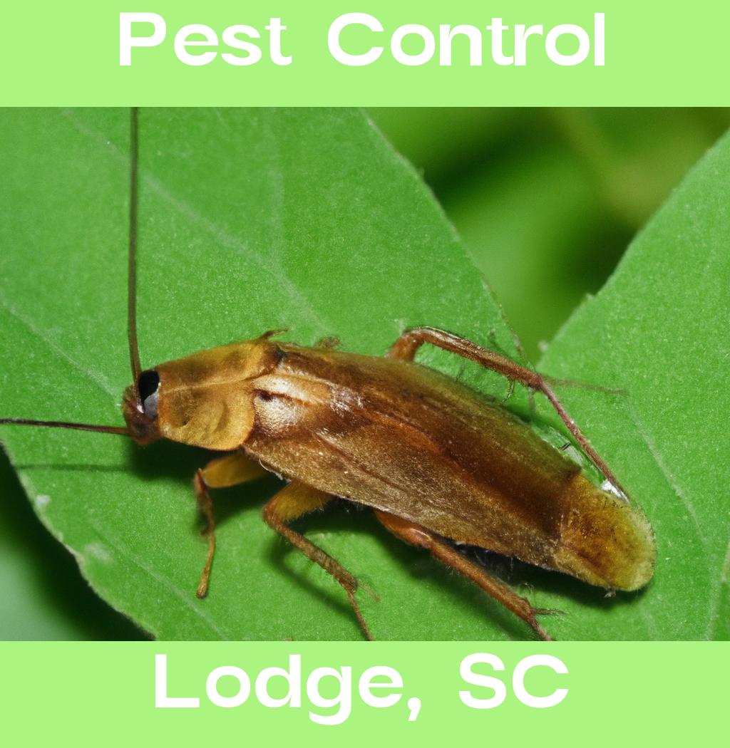 pest control in Lodge South Carolina