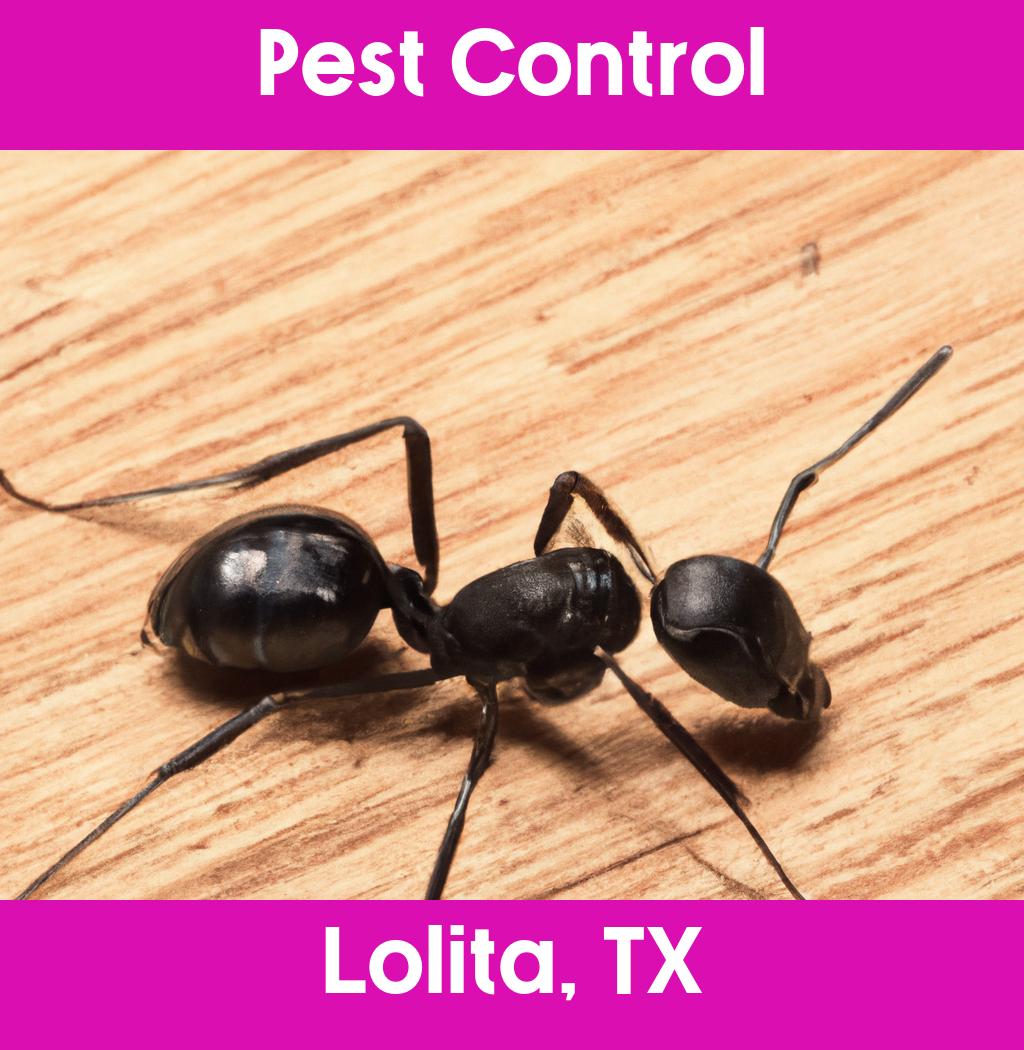 pest control in Lolita Texas