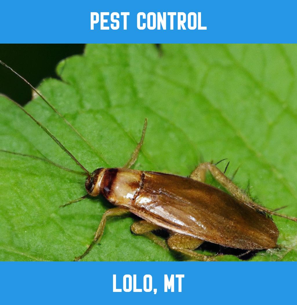 pest control in Lolo Montana