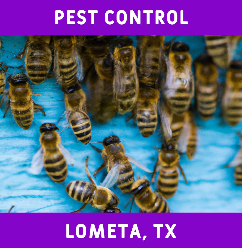 pest control in Lometa Texas