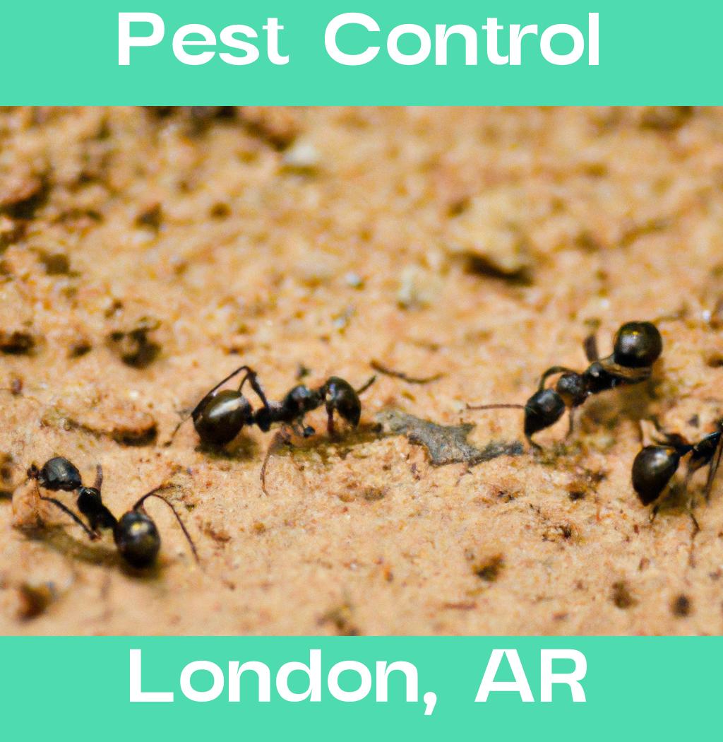 pest control in London Arkansas