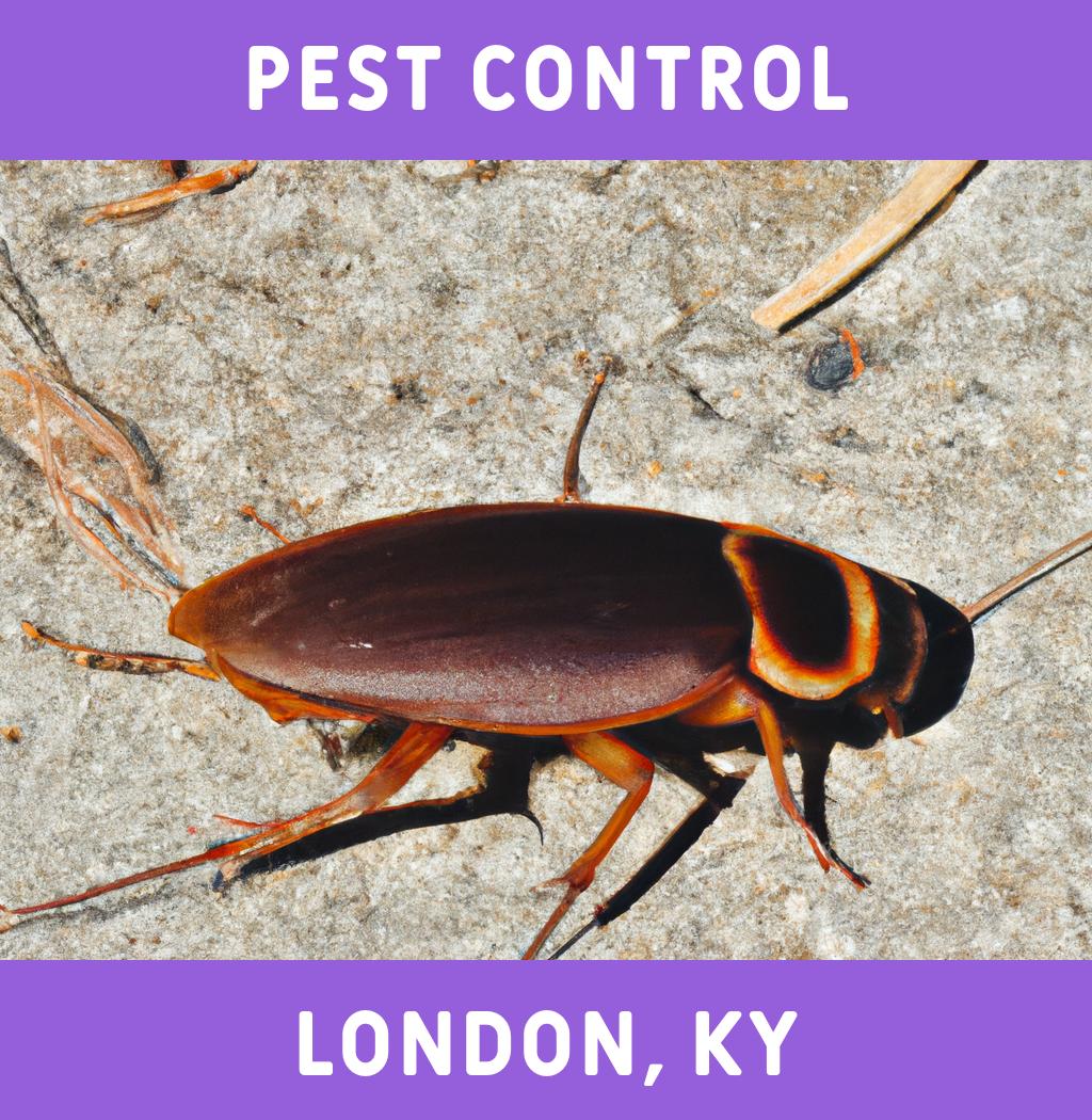 pest control in London Kentucky