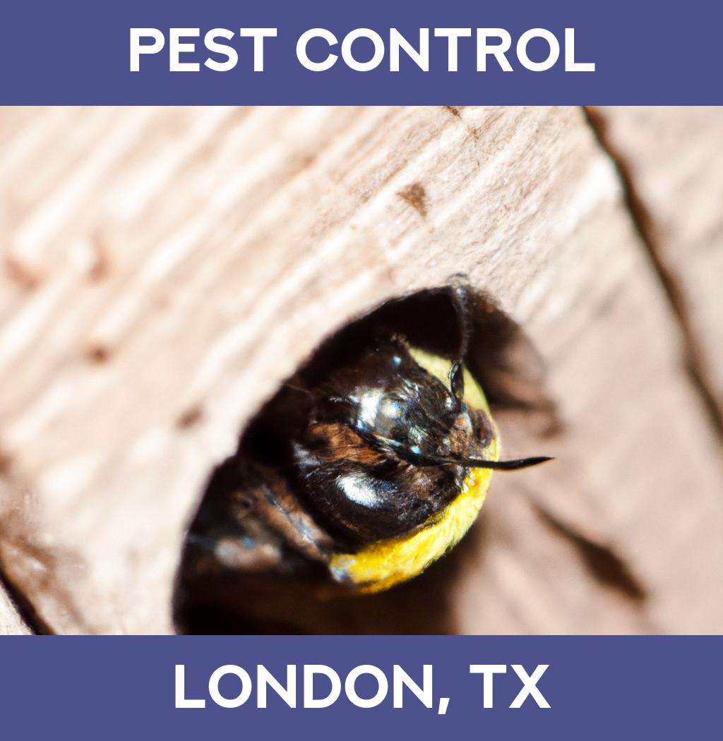 pest control in London Texas