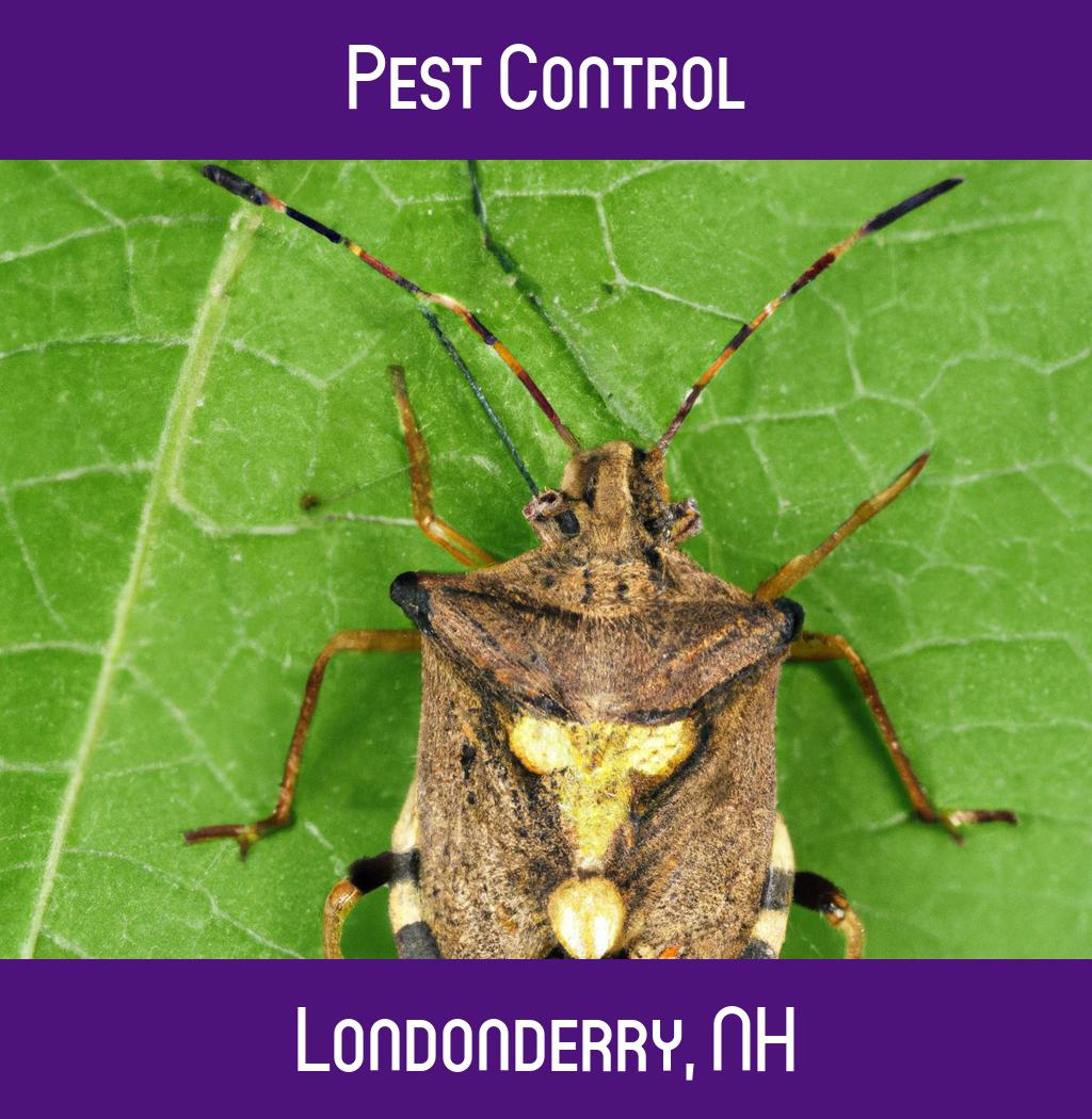 pest control in Londonderry New Hampshire