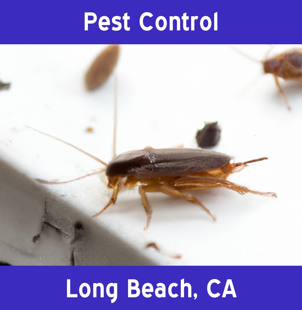 Pest Control in Long Beach: Your Guide to a Pest-Free Getaway