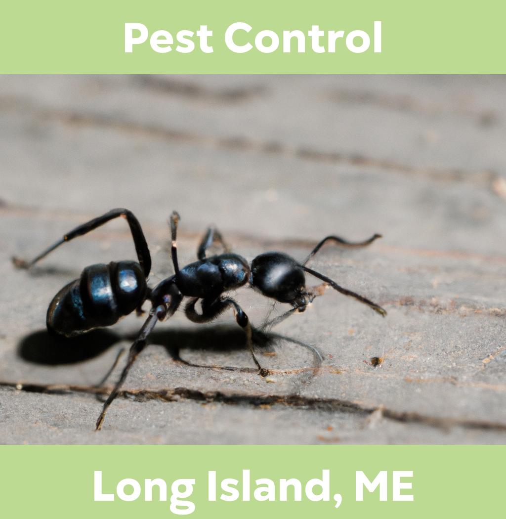 pest control in Long Island Maine