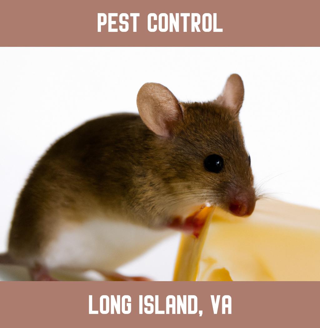 pest control in Long Island Virginia