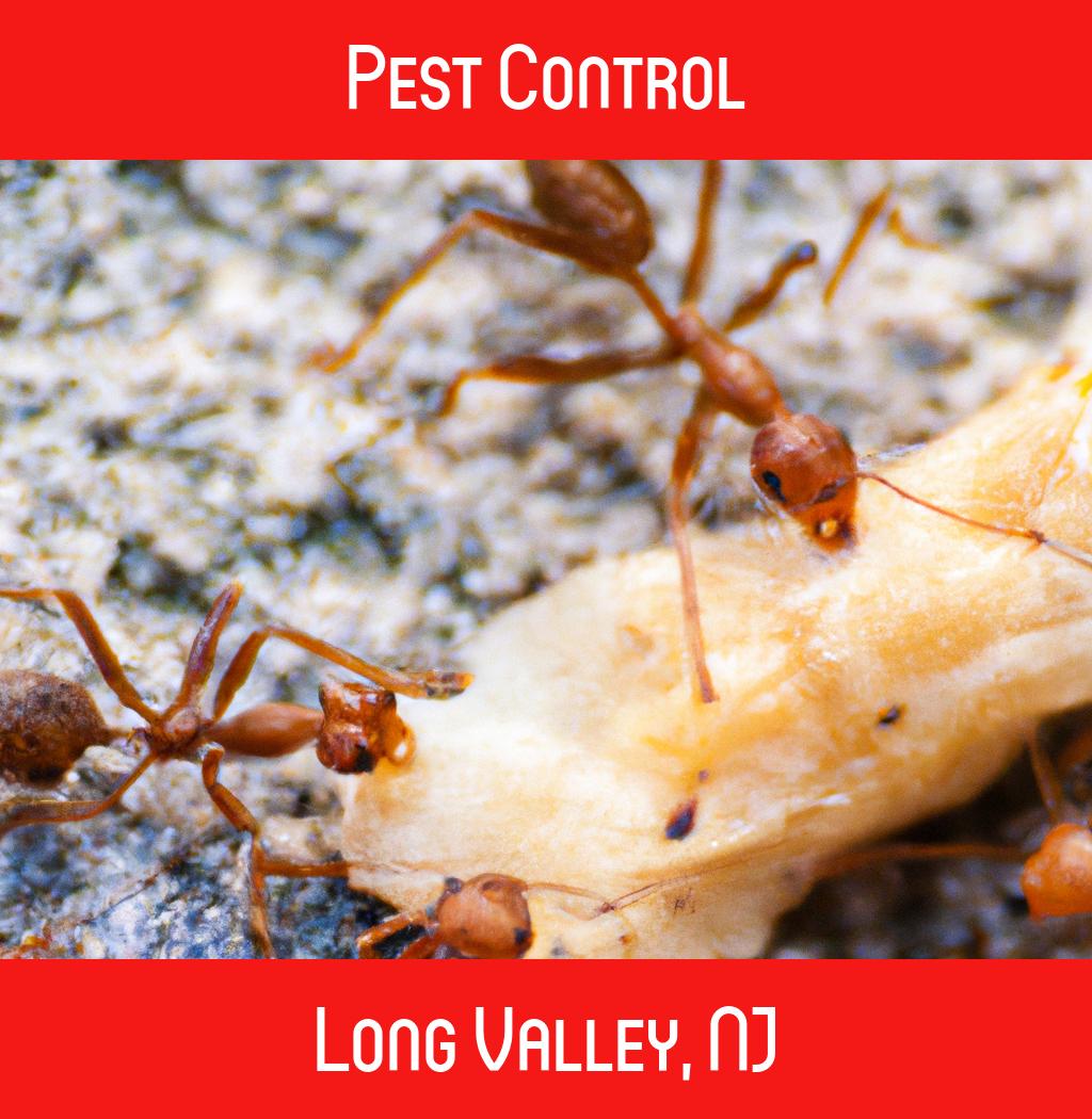 pest control in Long Valley New Jersey