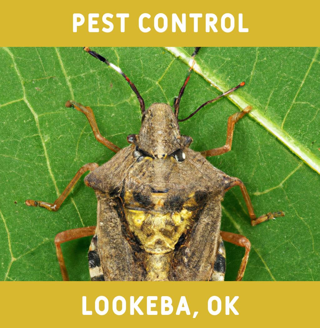 pest control in Lookeba Oklahoma