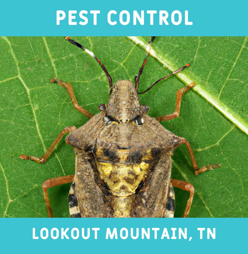 pest control in Lookout Mountain Tennessee