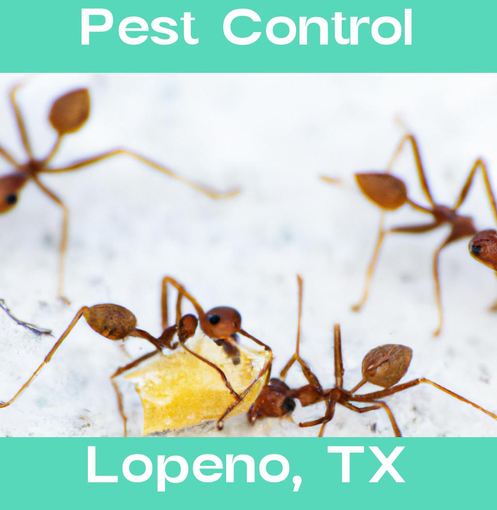 pest control in Lopeno Texas
