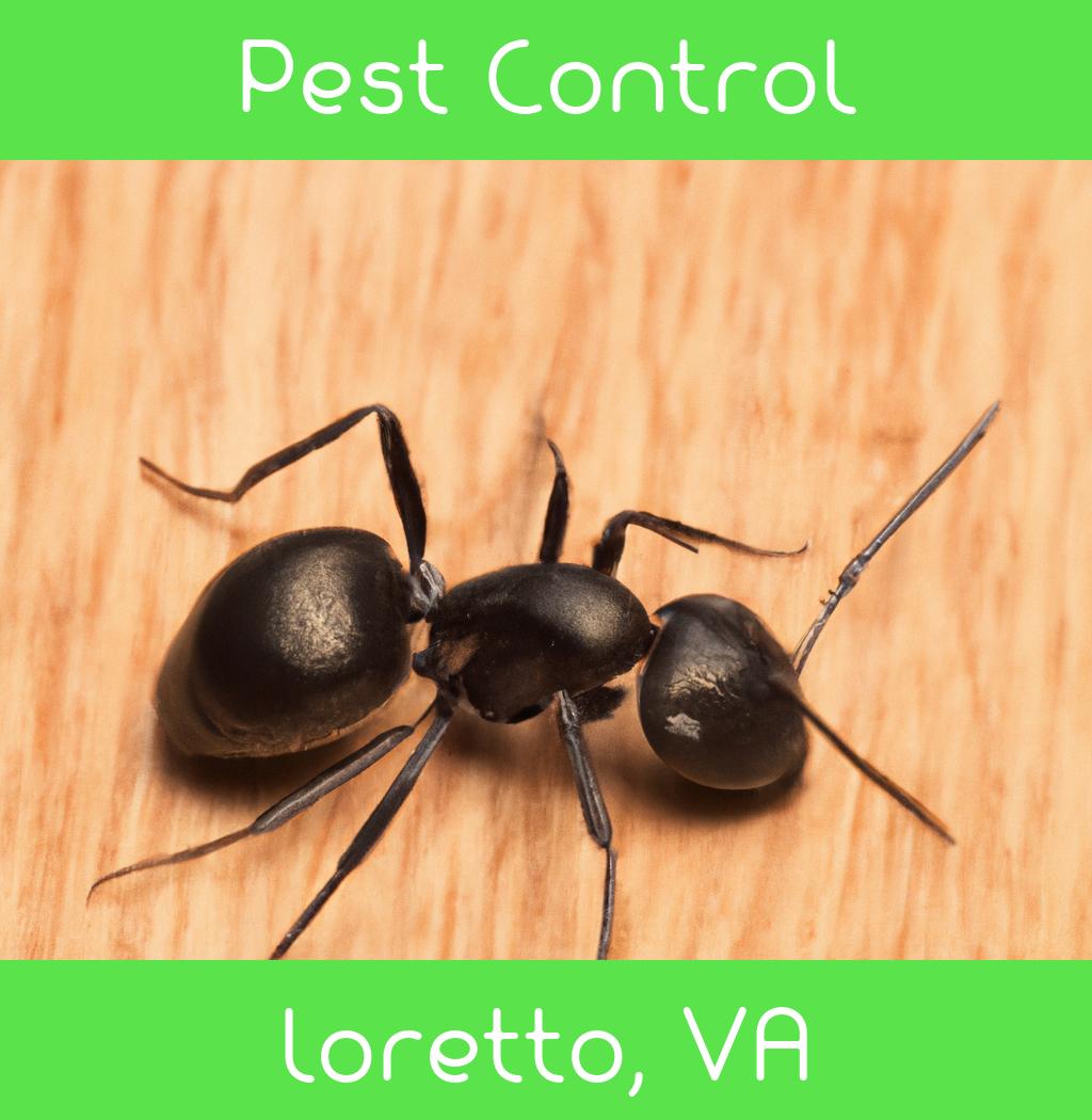 pest control in Loretto Virginia