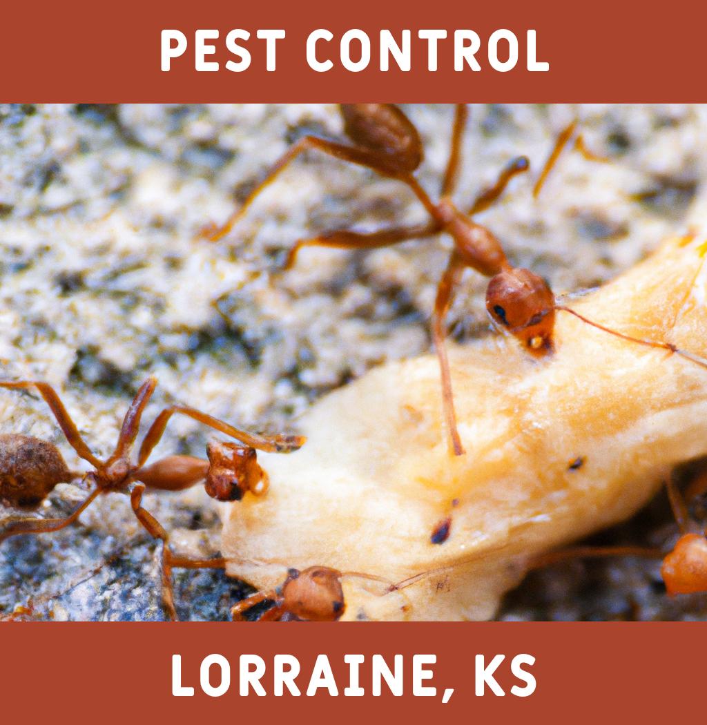 pest control in Lorraine Kansas