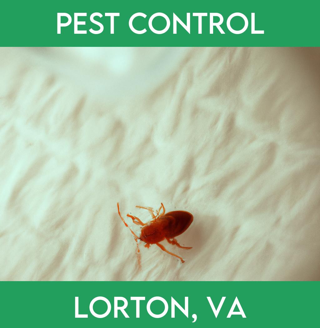 pest control in Lorton Virginia