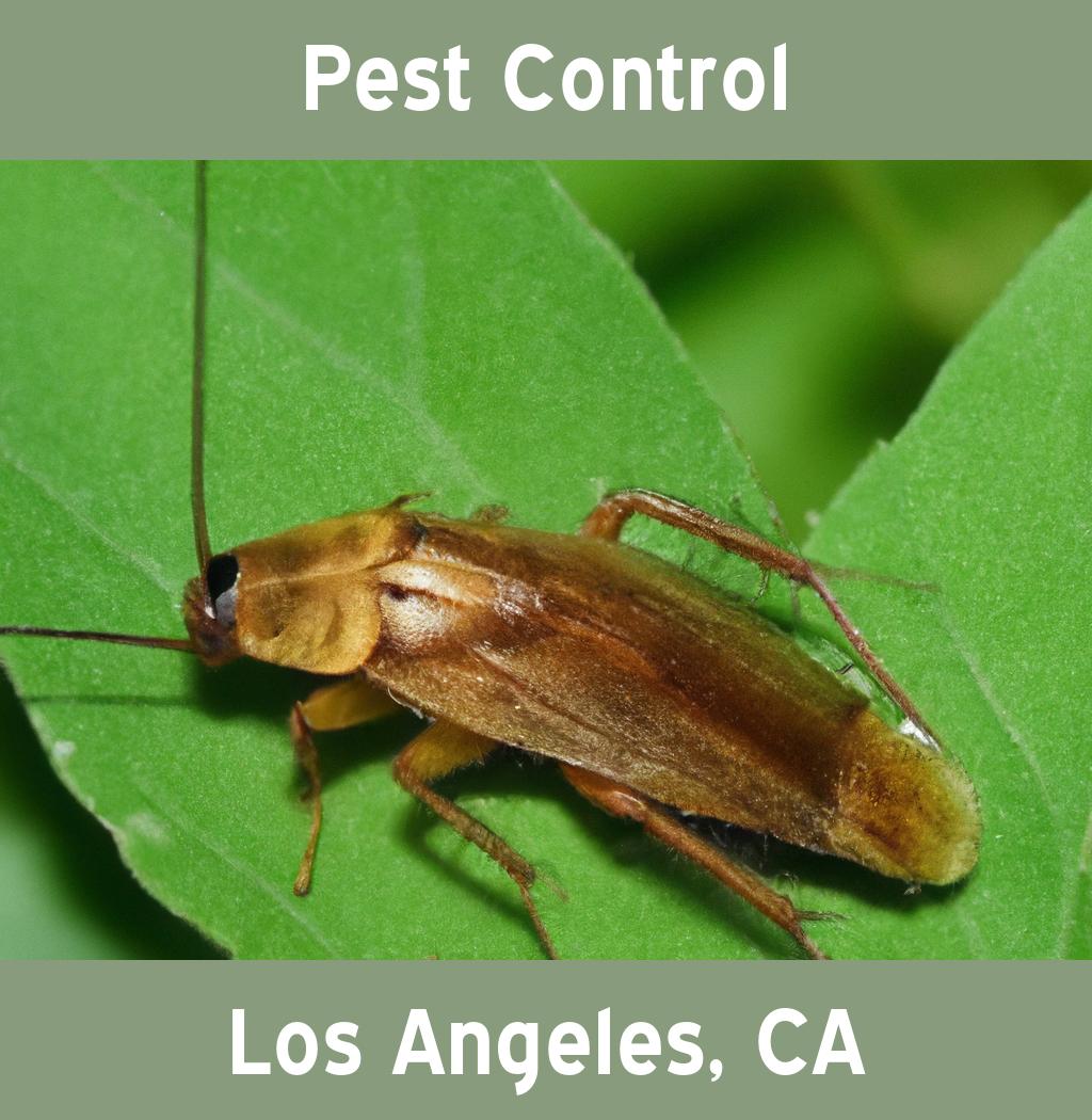 pest control in Los Angeles California