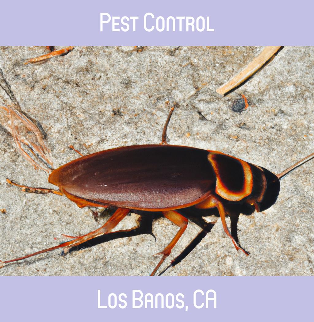 pest control in Los Banos California