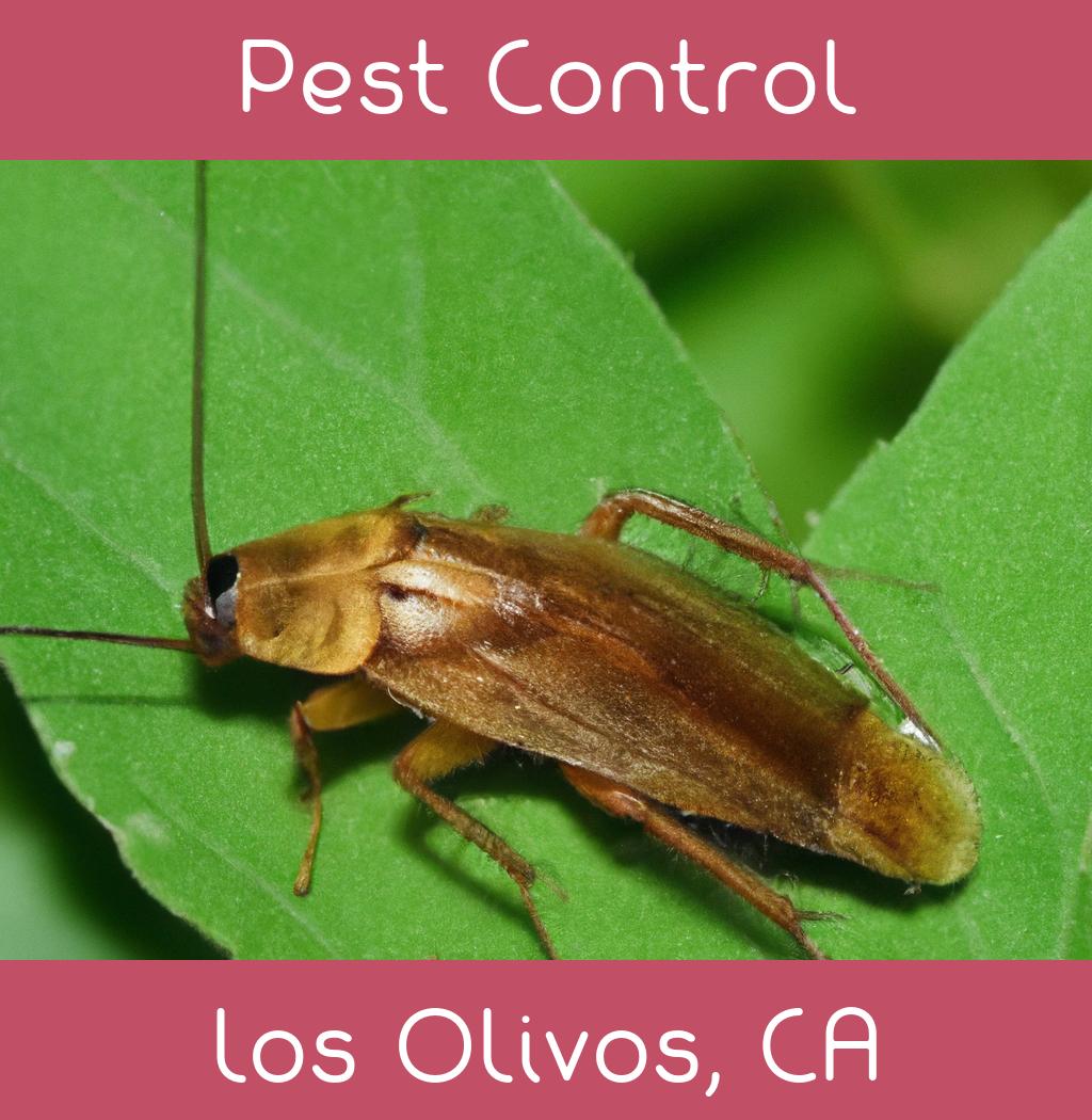pest control in Los Olivos California