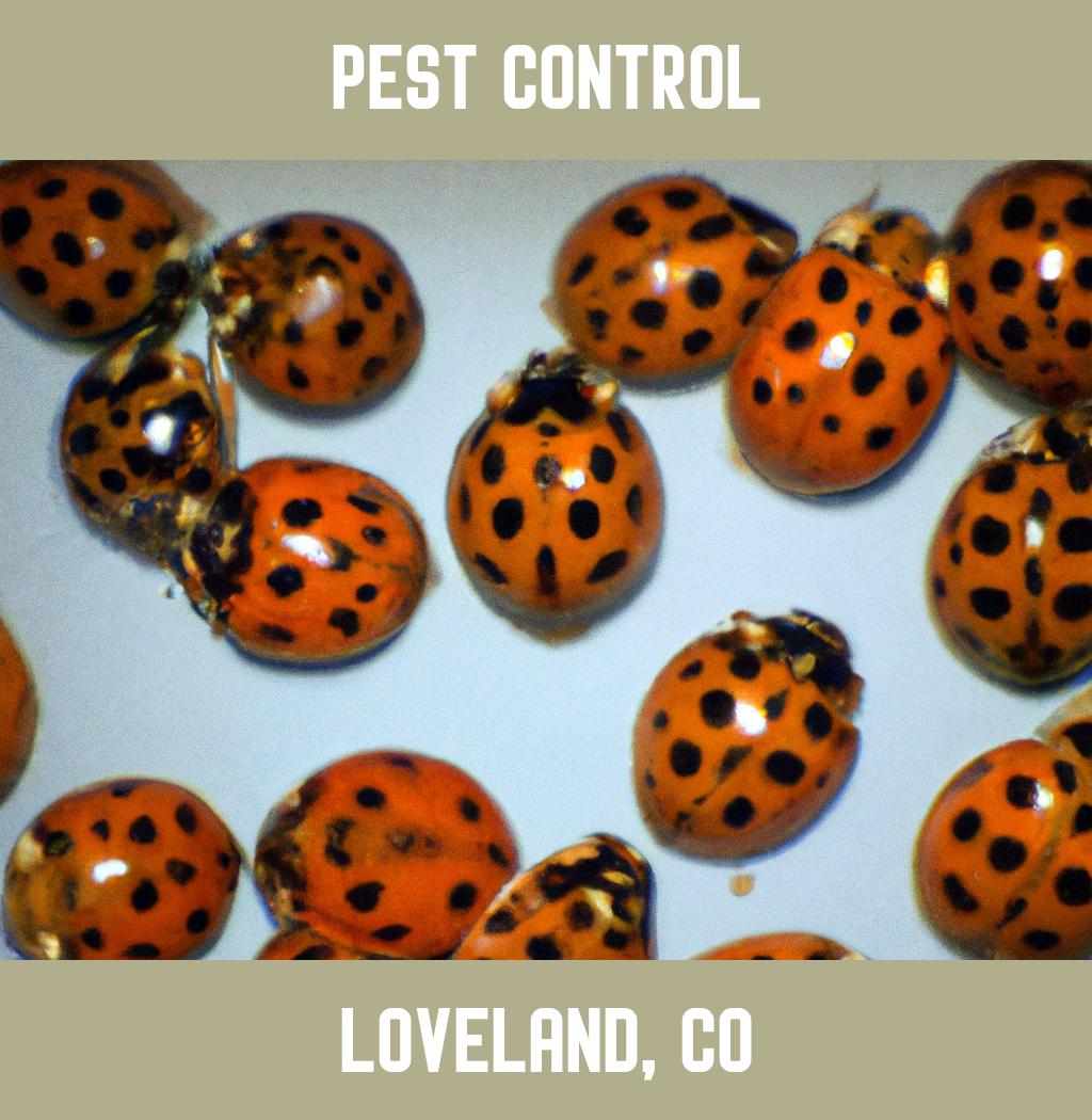 pest control in Loveland Colorado