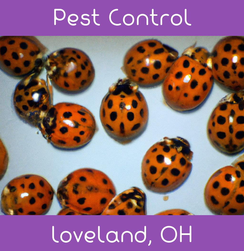 pest control in Loveland Ohio