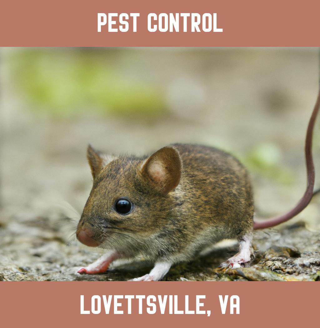 pest control in Lovettsville Virginia