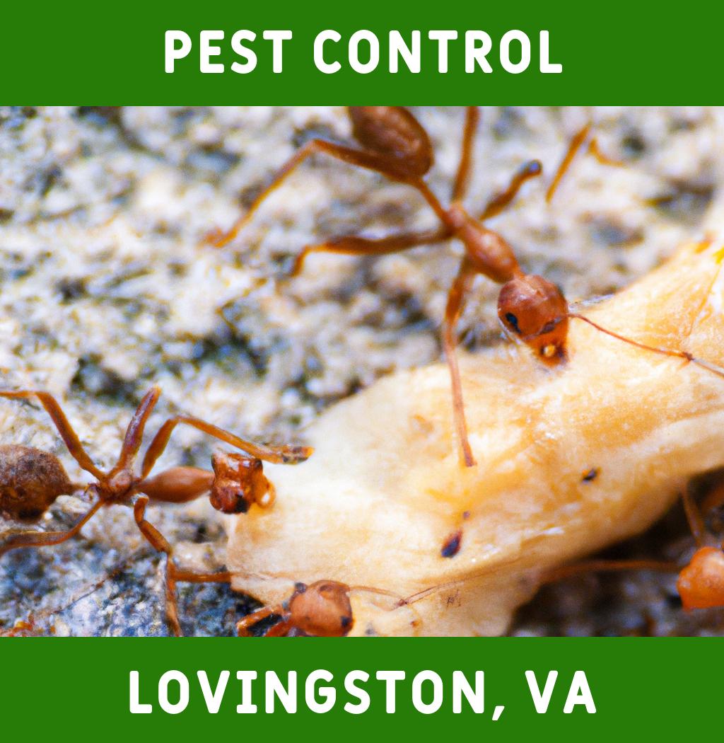 pest control in Lovingston Virginia