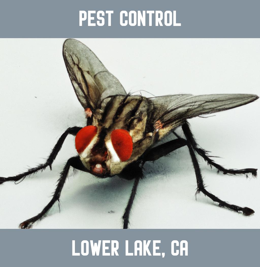 pest control in Lower Lake California