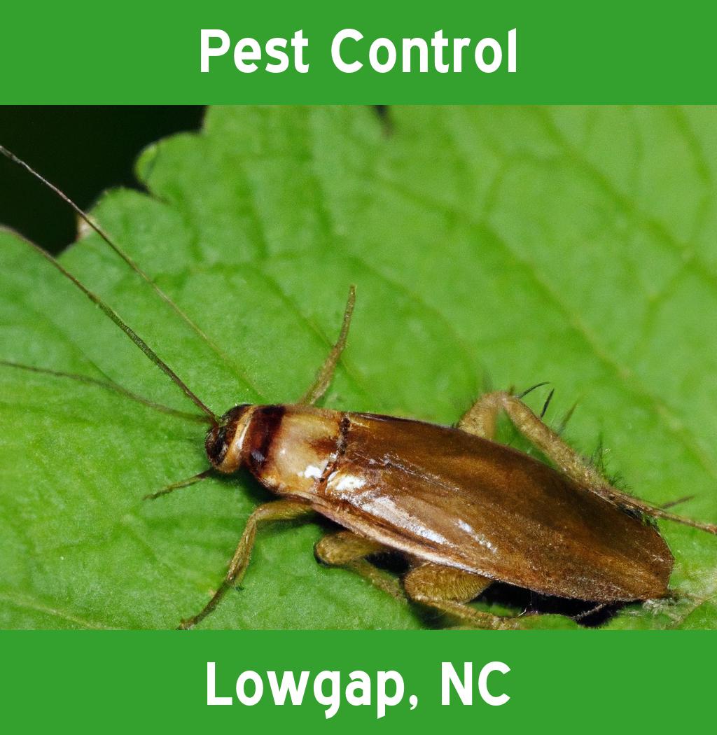 pest control in Lowgap North Carolina