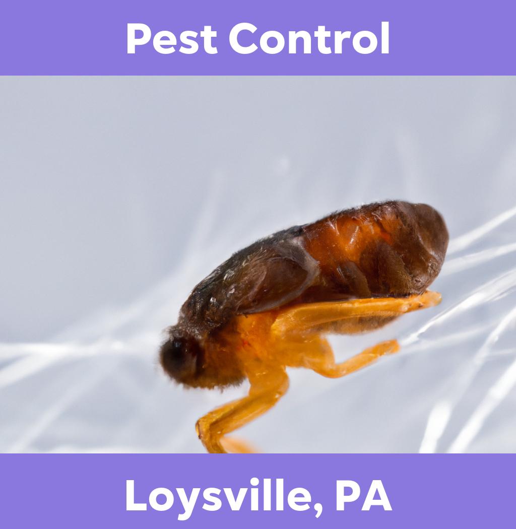 pest control in Loysville Pennsylvania