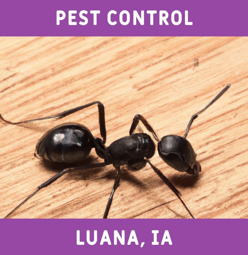 pest control in Luana Iowa