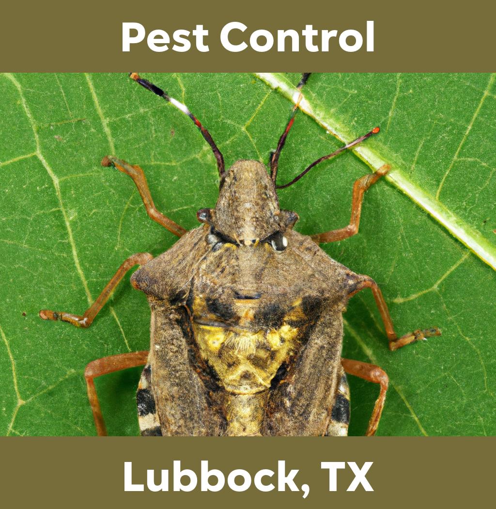 pest control in Lubbock Texas