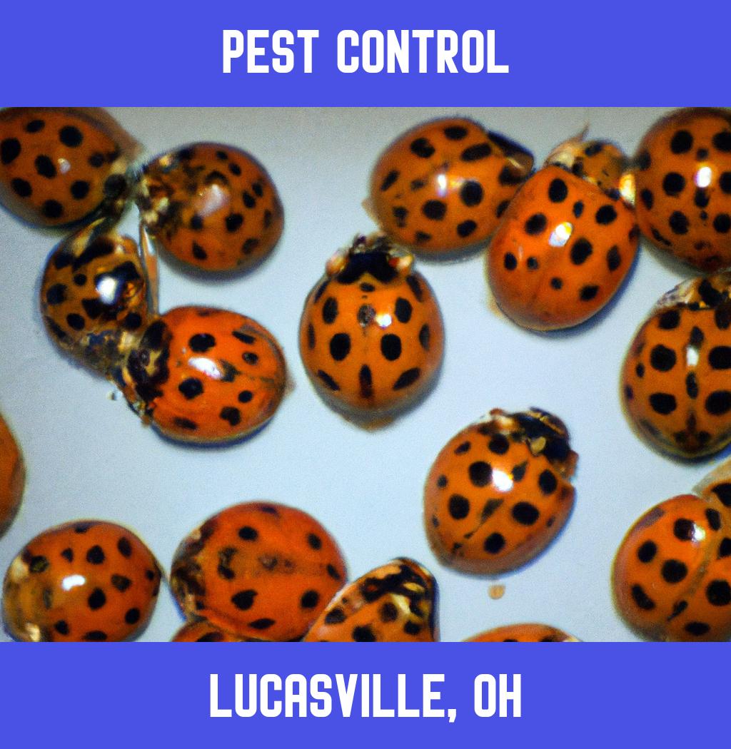 pest control in Lucasville Ohio