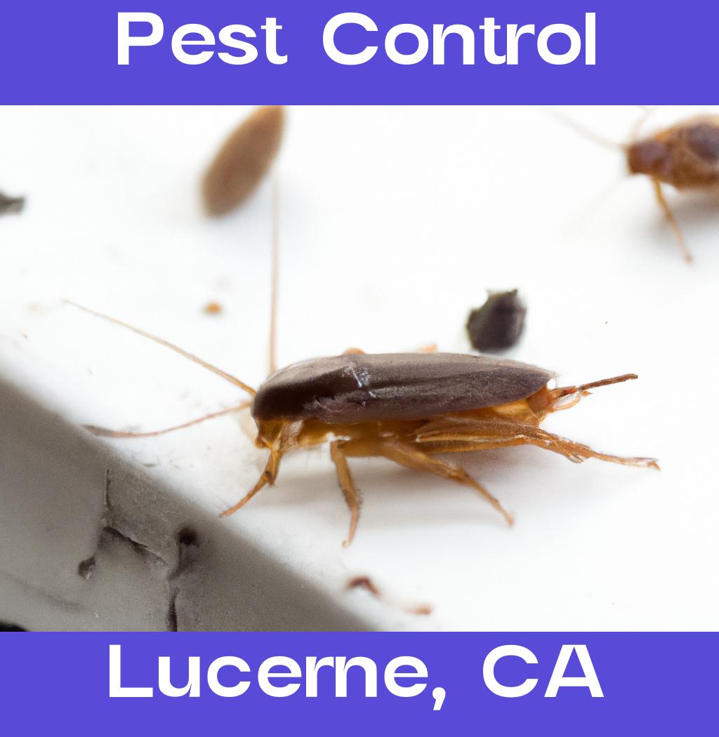 pest control in Lucerne California