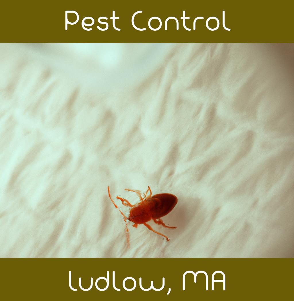 pest control in Ludlow Massachusetts