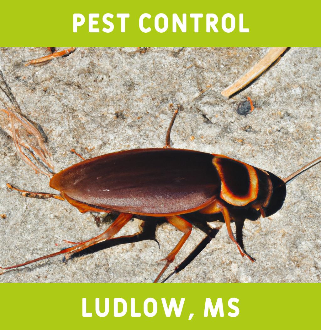 pest control in Ludlow Mississippi