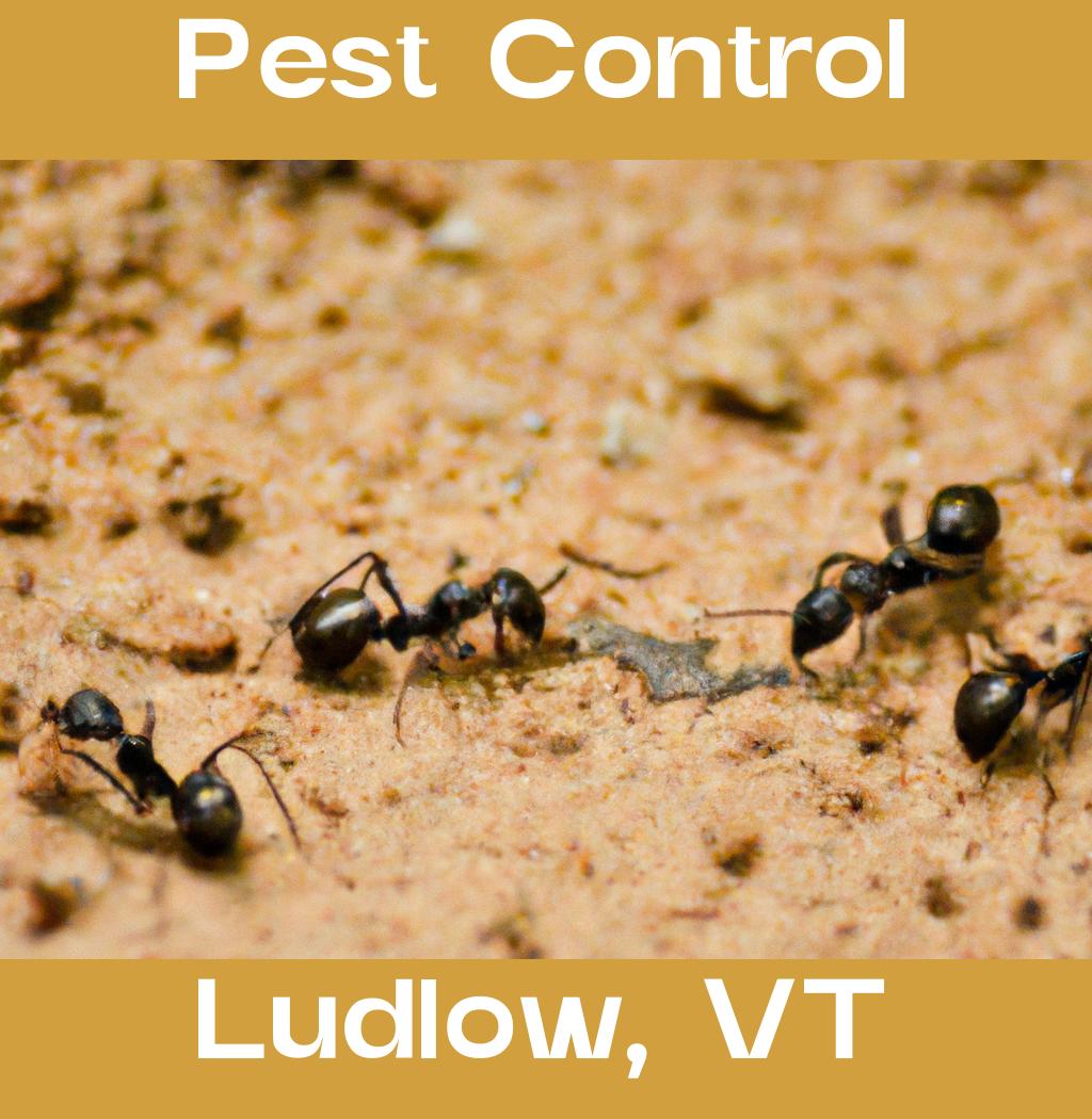 pest control in Ludlow Vermont