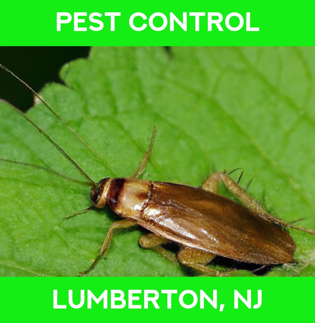 pest control in Lumberton New Jersey