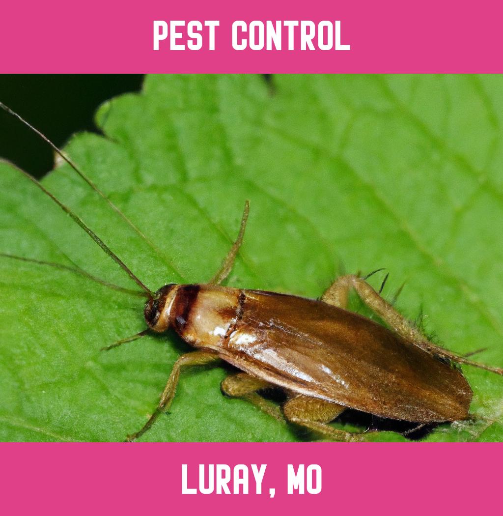 pest control in Luray Missouri