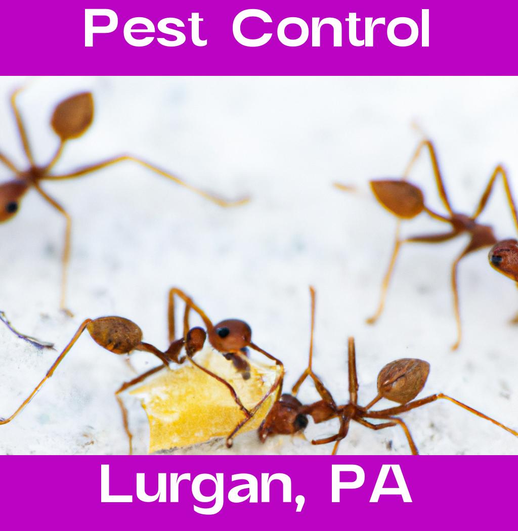 pest control in Lurgan Pennsylvania
