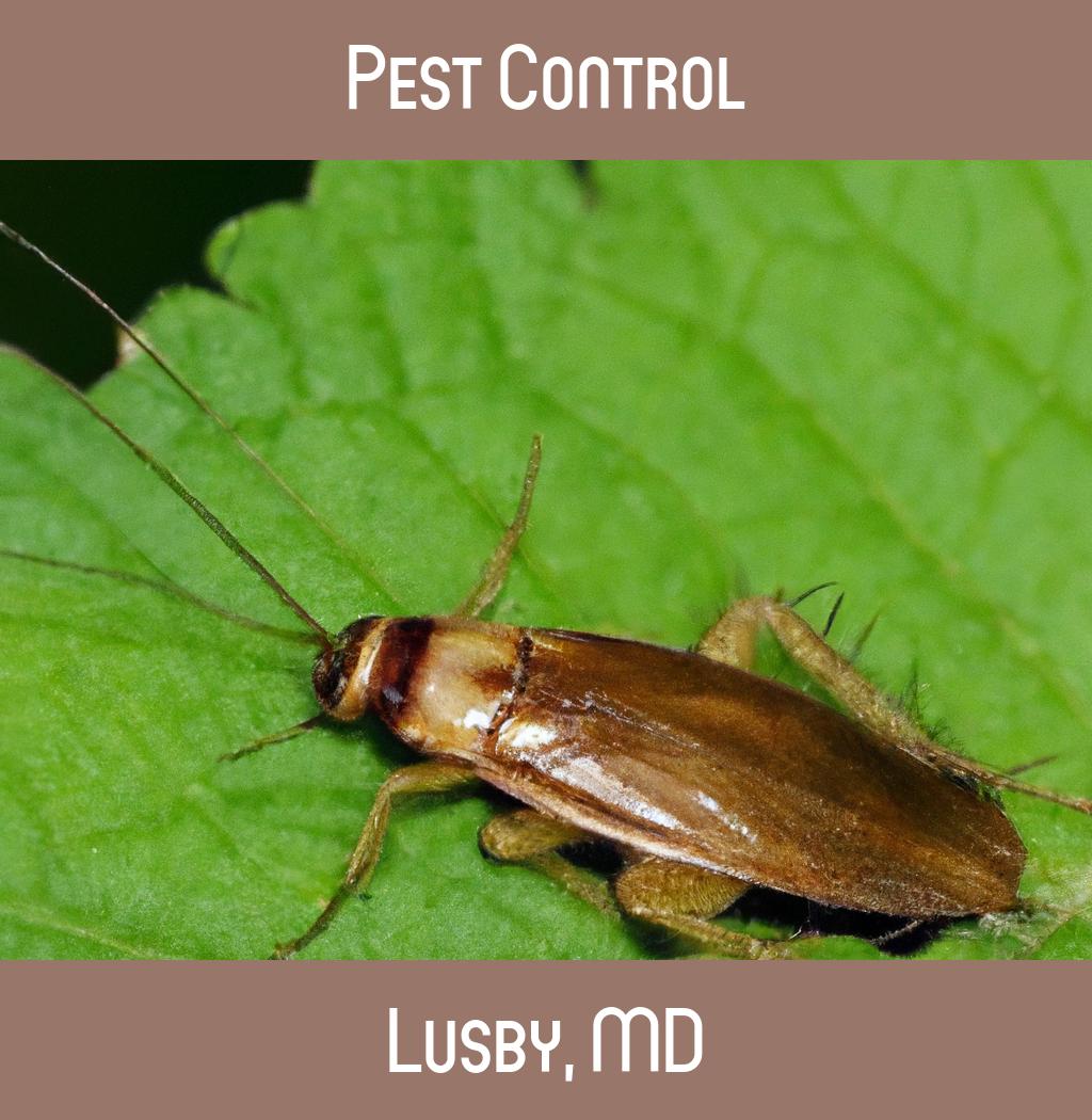 pest control in Lusby Maryland