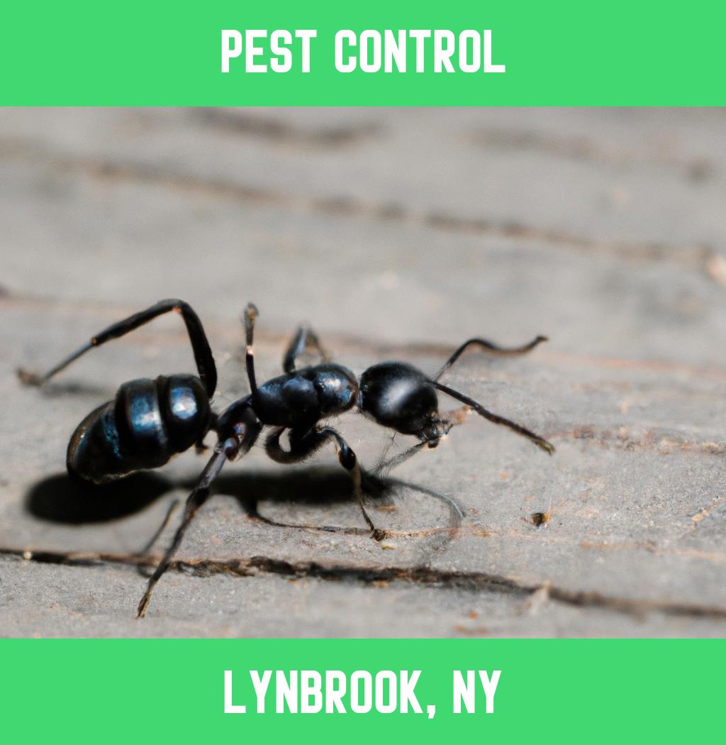 pest control in Lynbrook New York